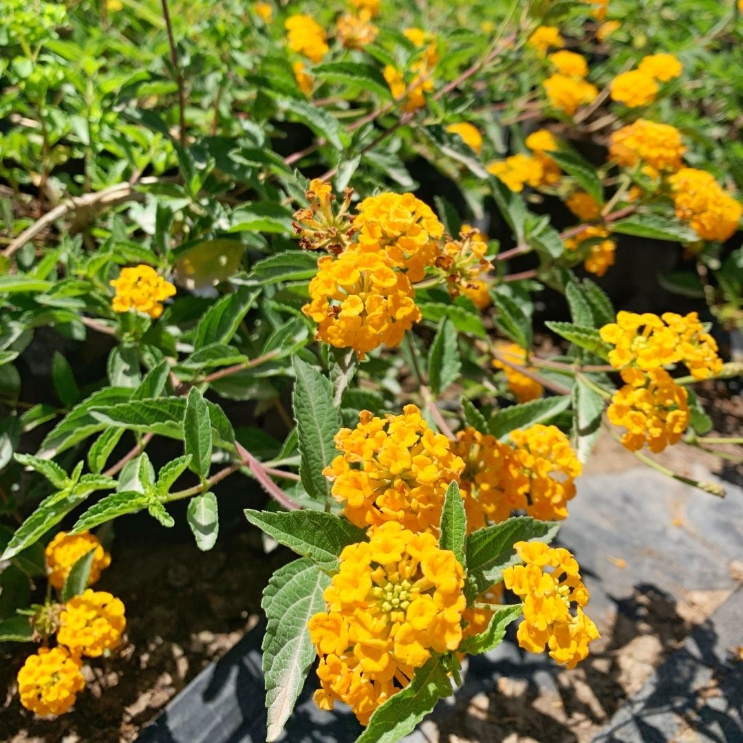 Lantana Pendula Amarilla- Lantana Delicatissima.