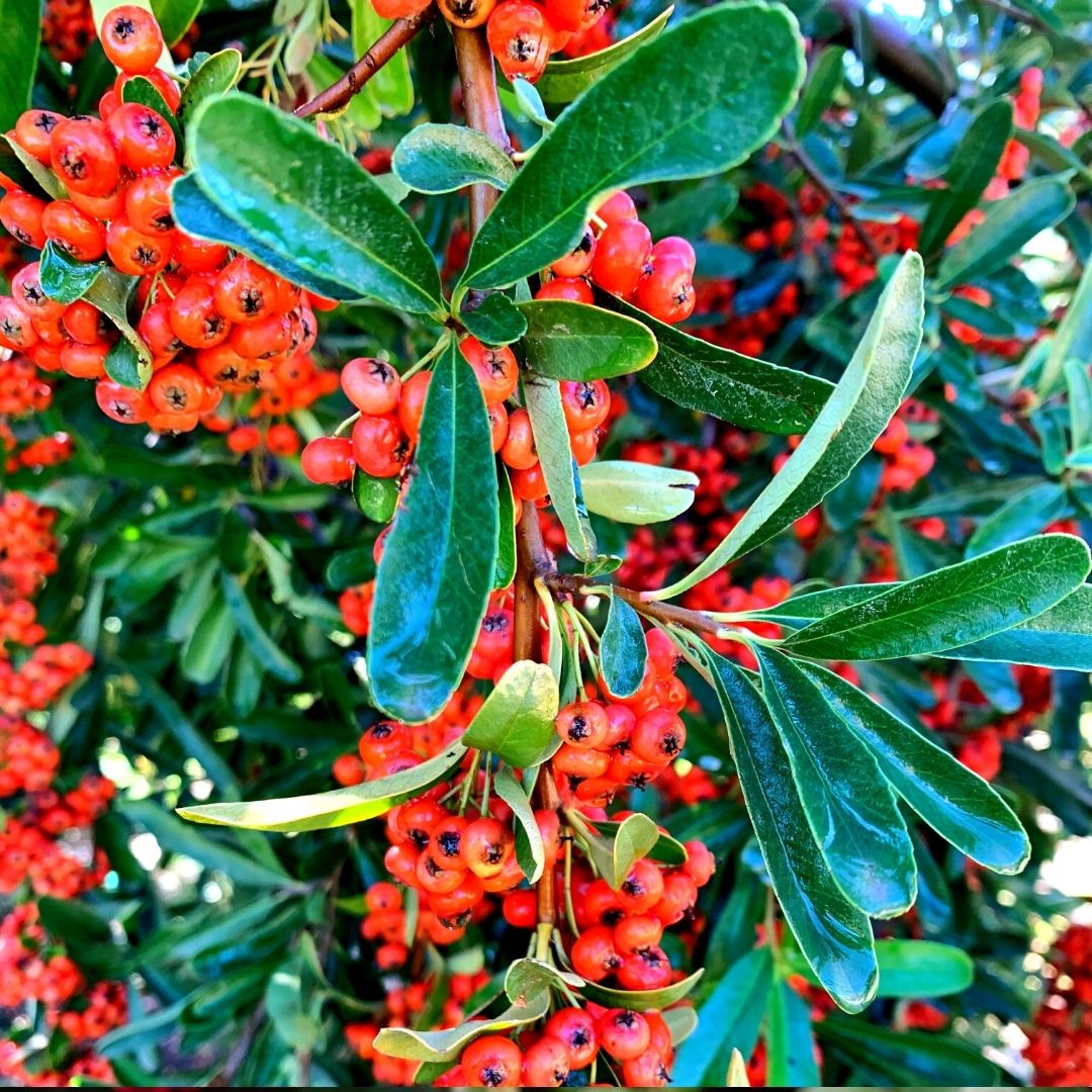 Crategus - Crataegus Oxyacantha