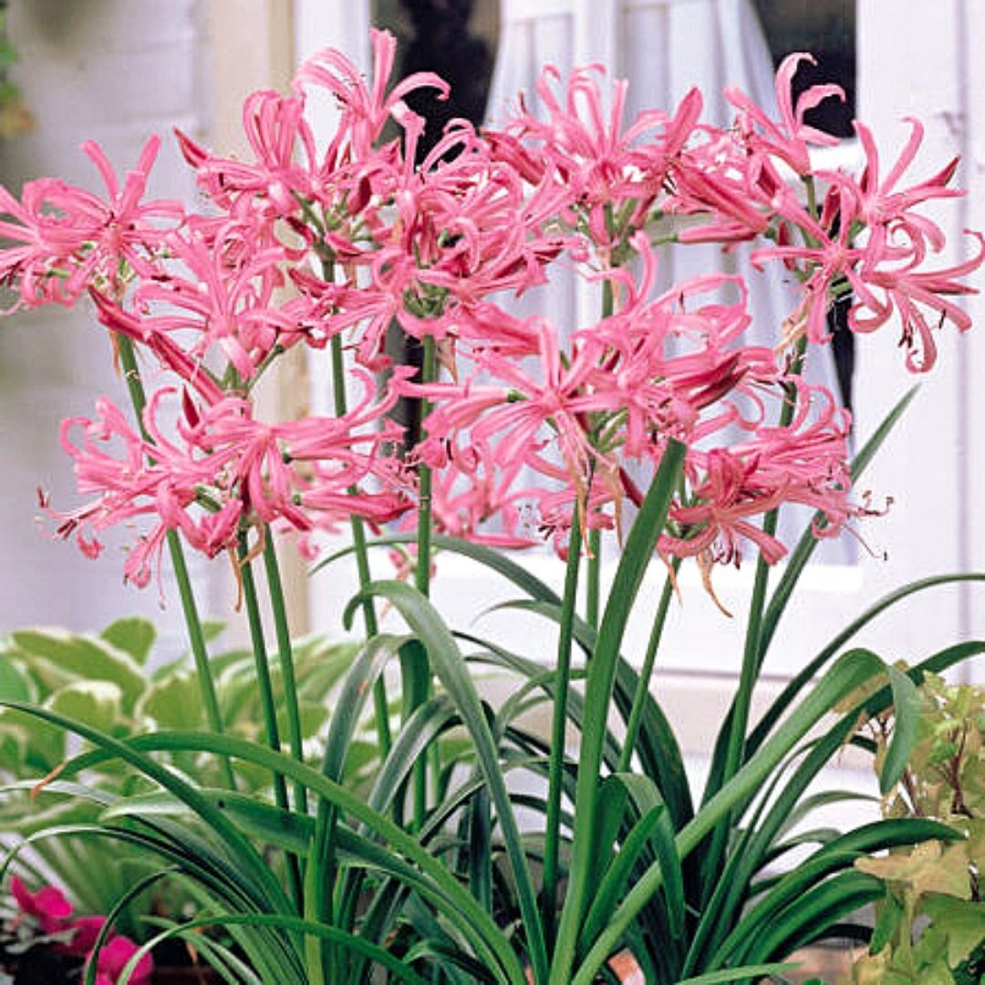 Nerines - Nerine Bowdenii