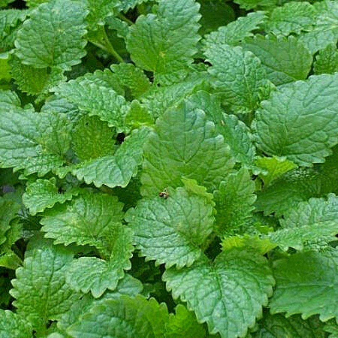 Melissa - Melissa Officinalis