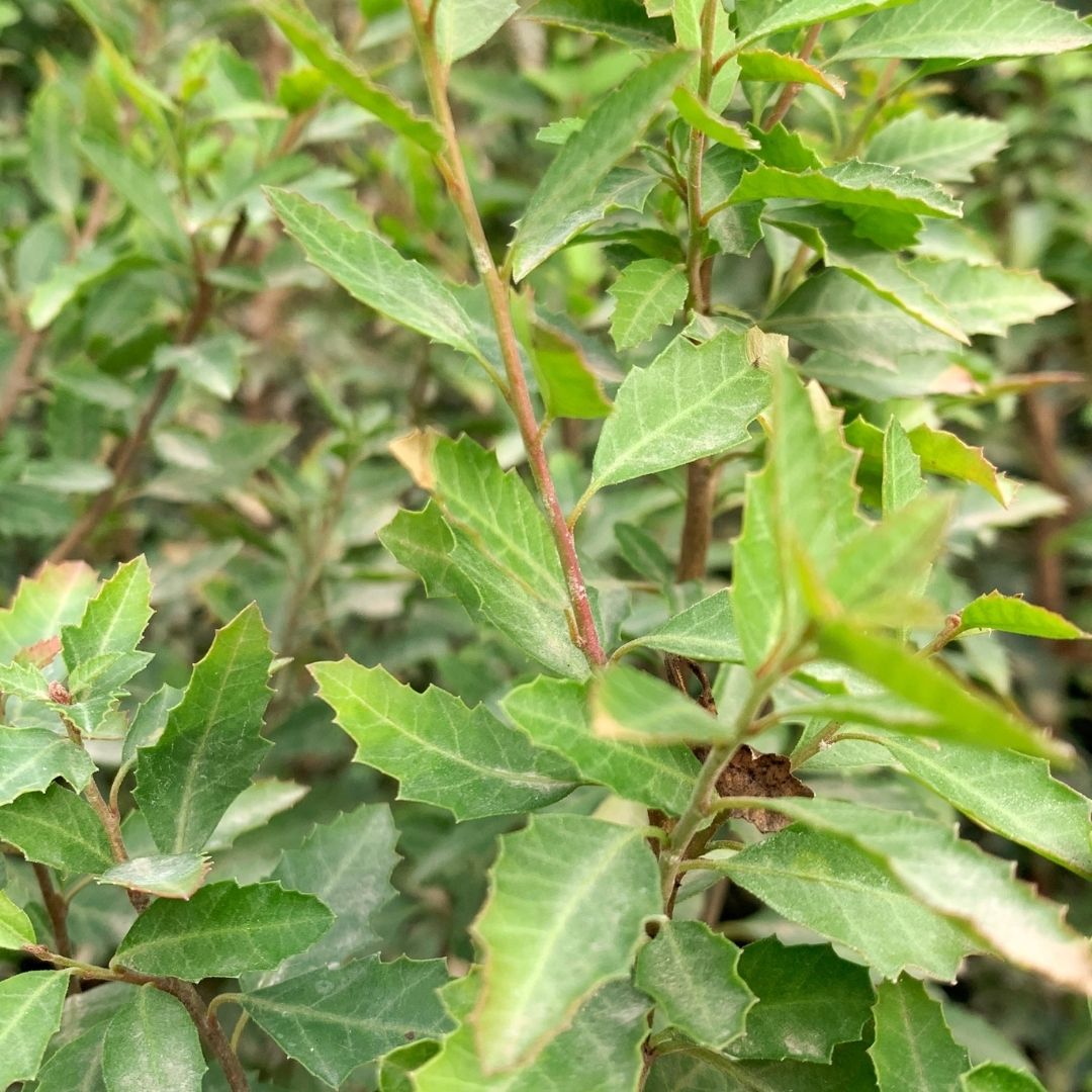 Huingan - Schinus Polygamus