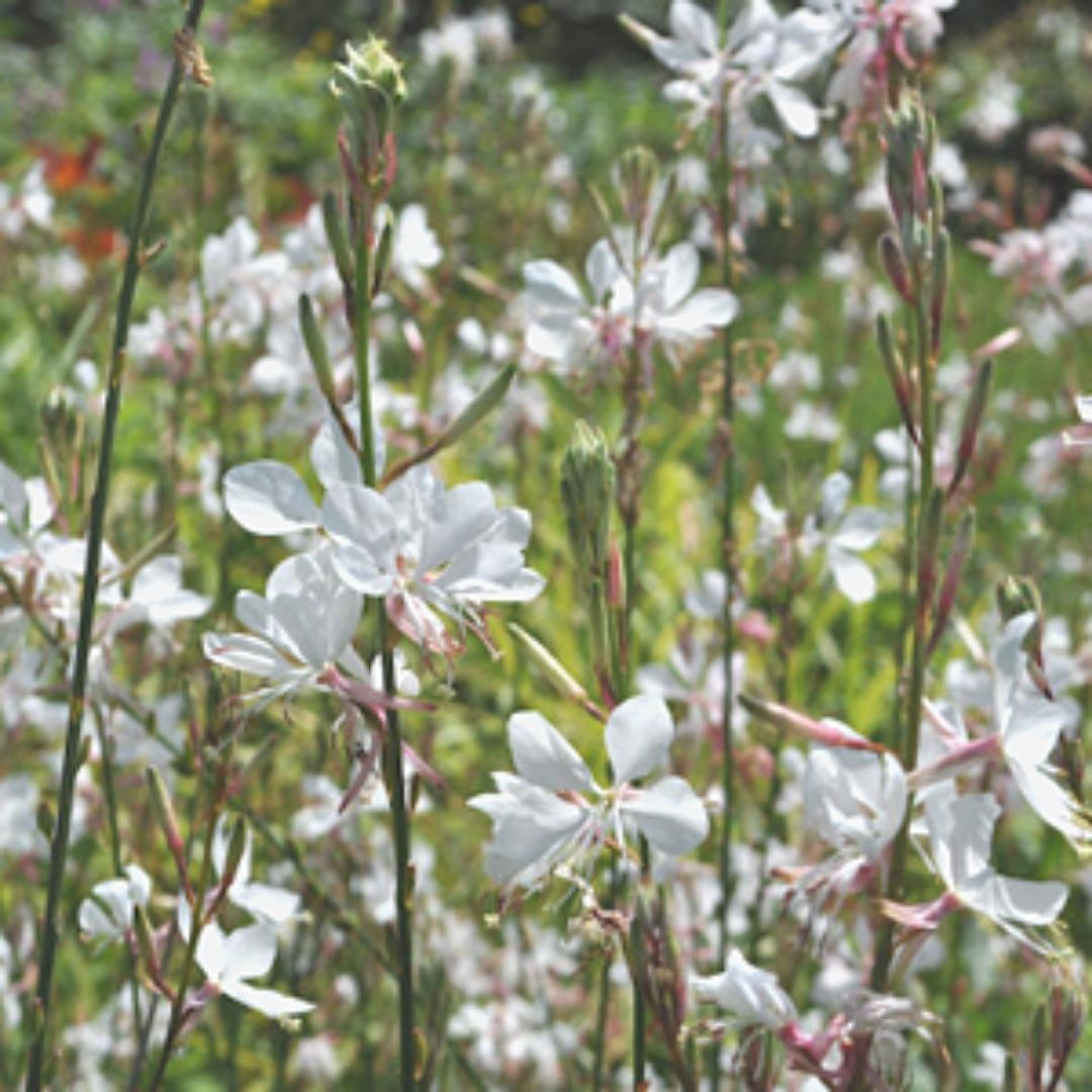 Gaura Blanca - Gaura Lindheimeri