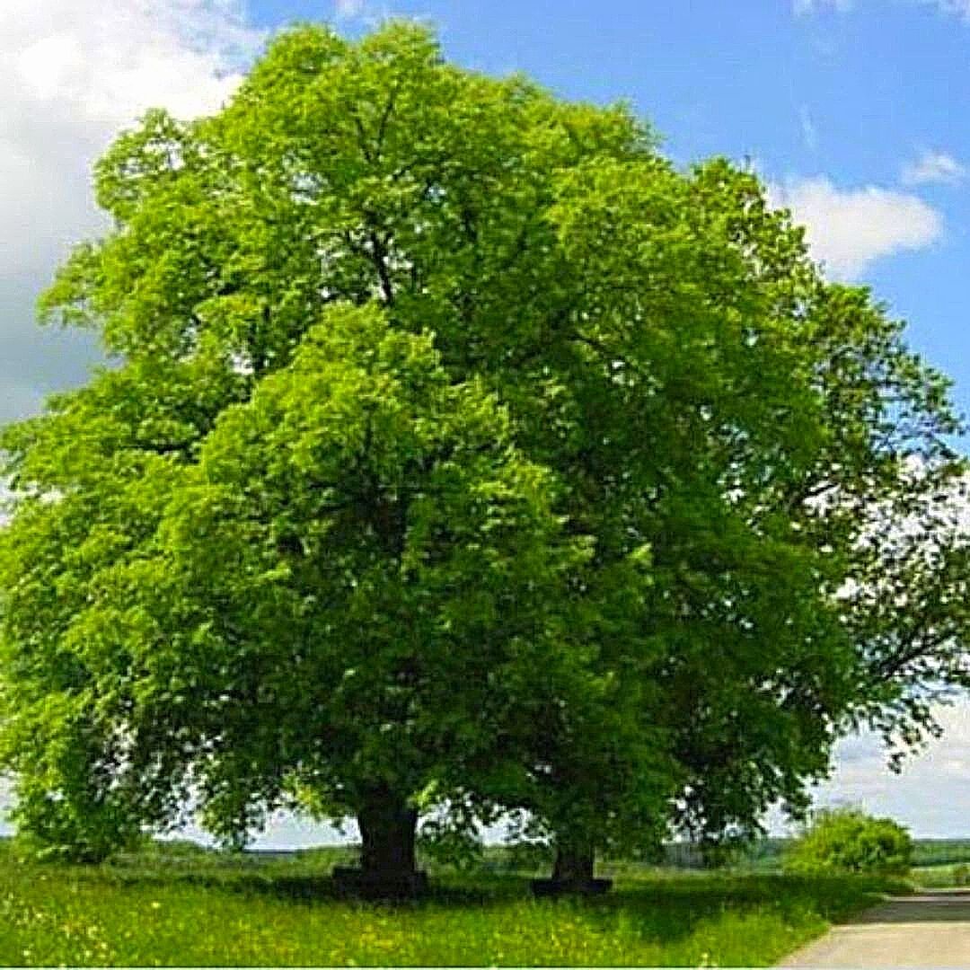 Tilo - Tilia Oliveri