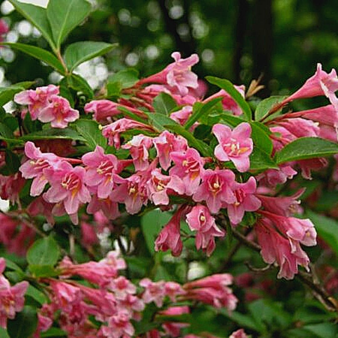 Weigelia - Weigela Florida