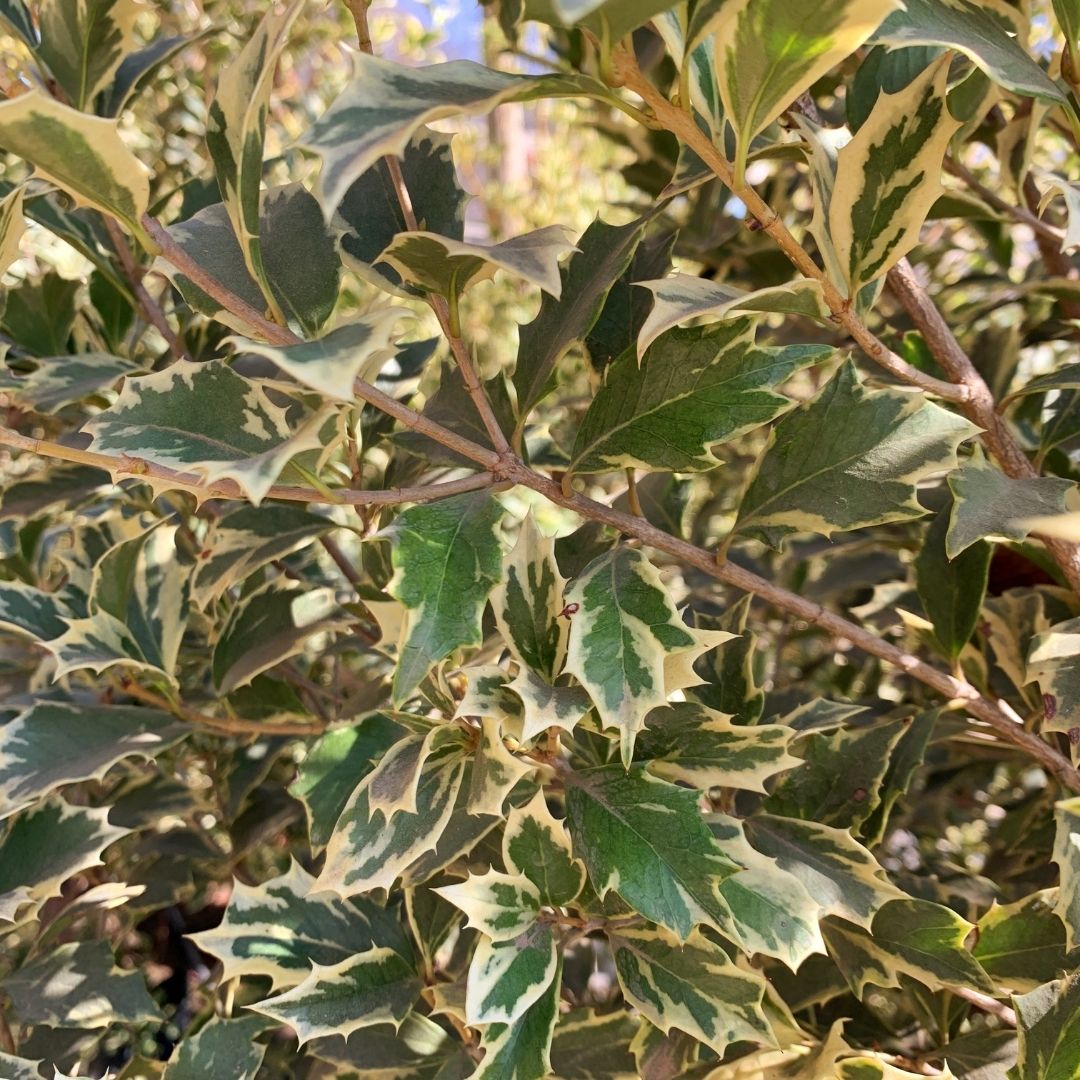 Osmanthus Ilicifolia Variegado