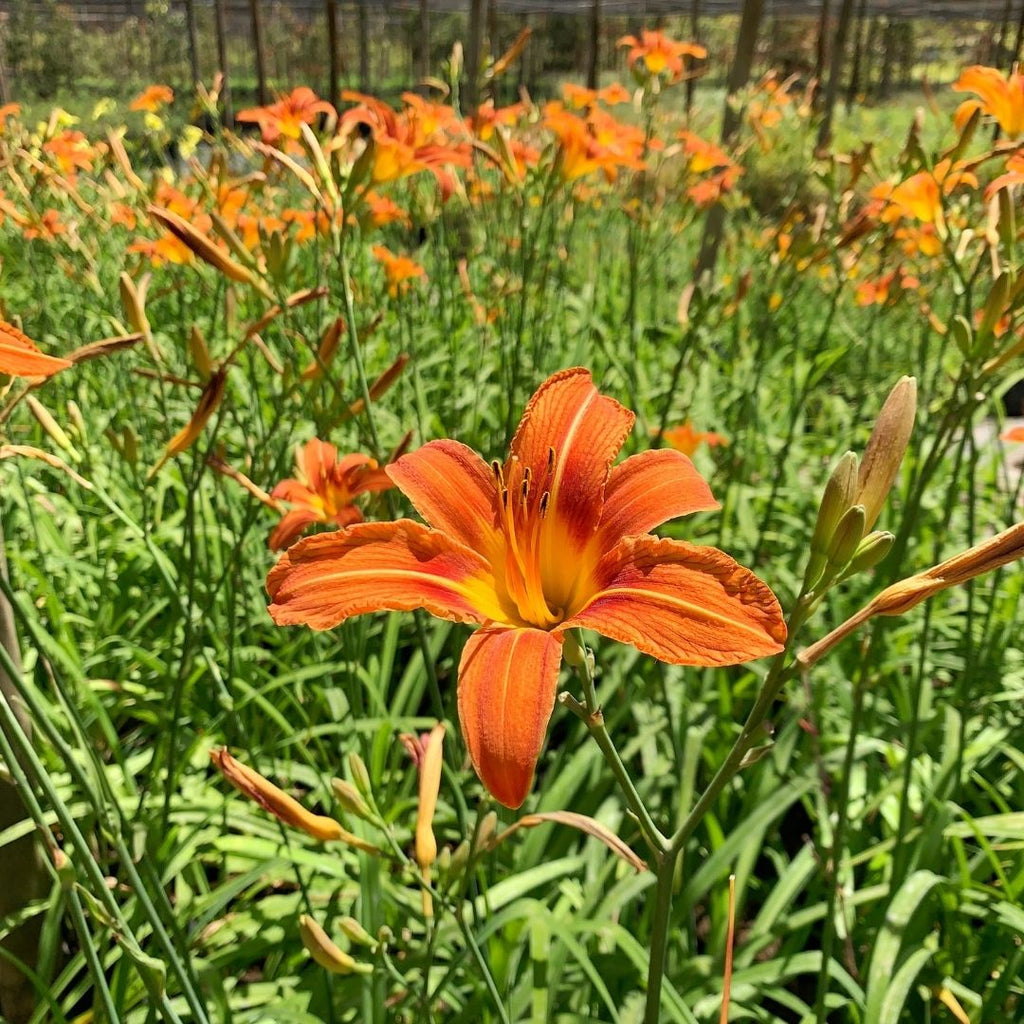 Hemerocallis Naranja Simple