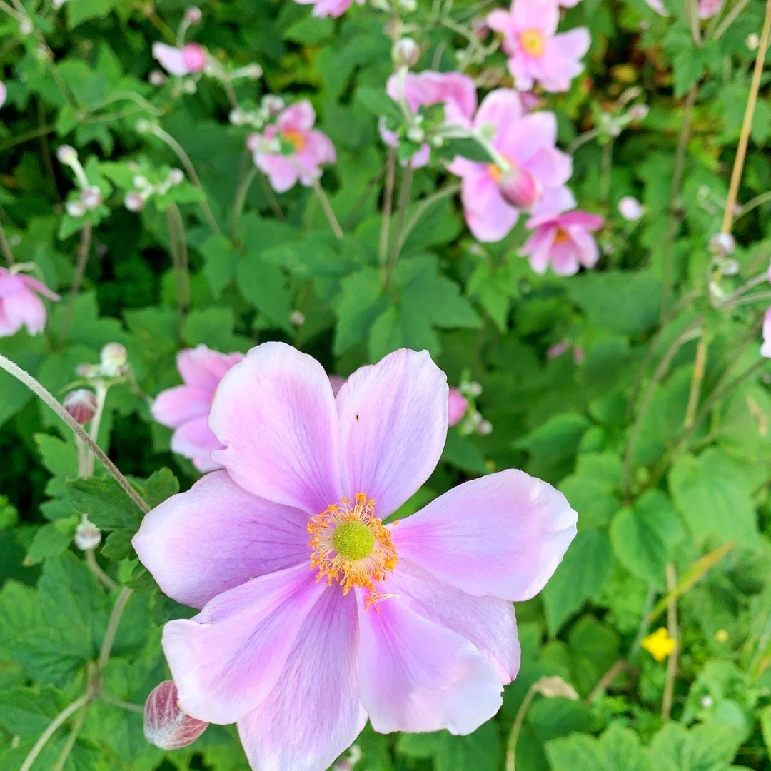 Anemona Rosada - Anemone Japonica.