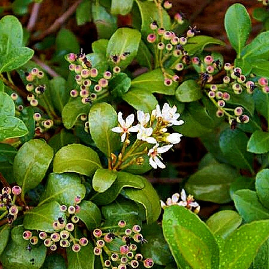Raphiolepis - Raphiolepis Umbellata