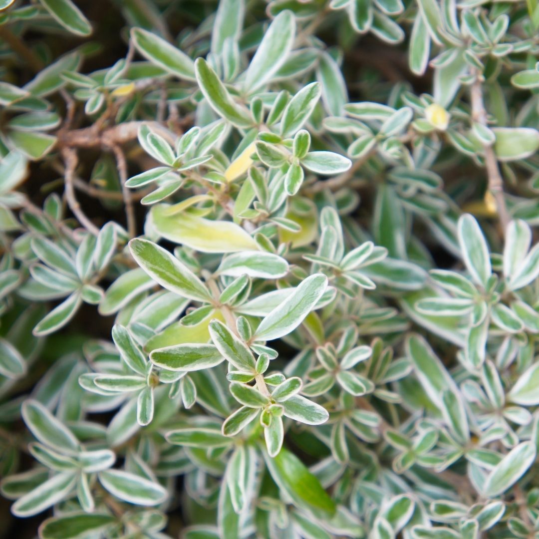 Coprosma Kirki Variegado