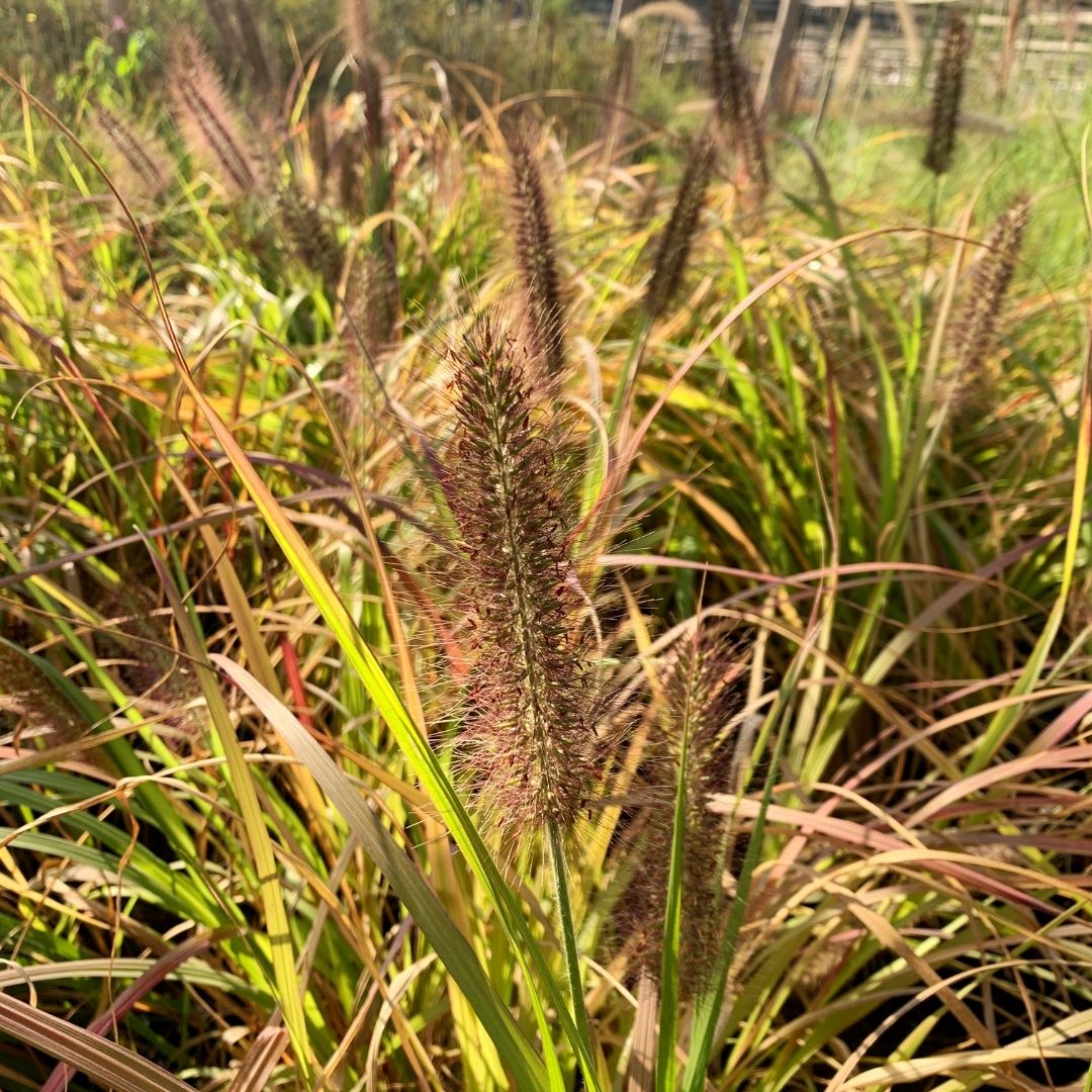 Penisetum Alopecuroides - Pennisetum Alopecuroides