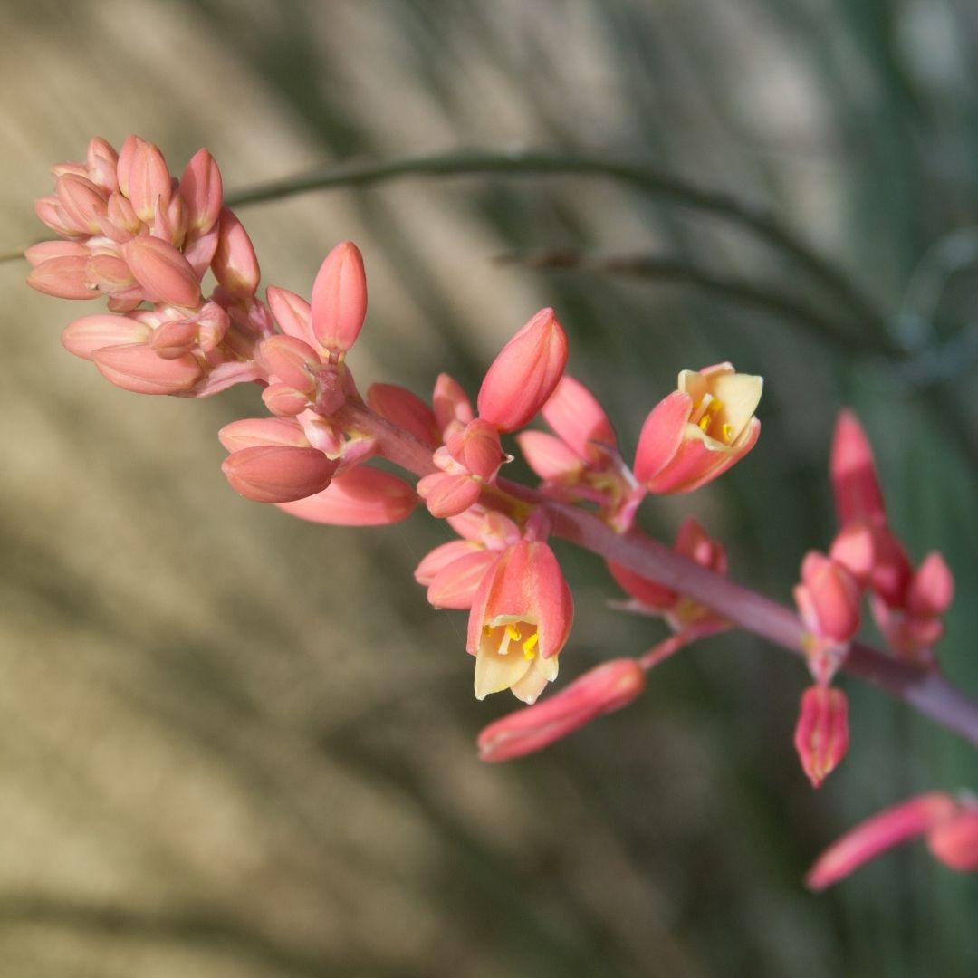 Hesperaloe Parviflora