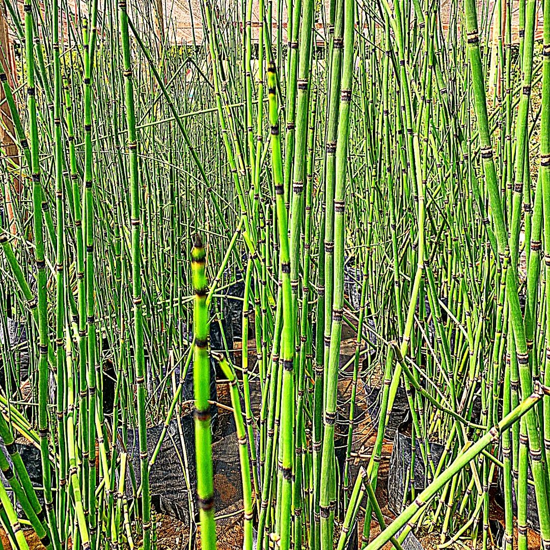 Equisetum - Equisetum Hyemale