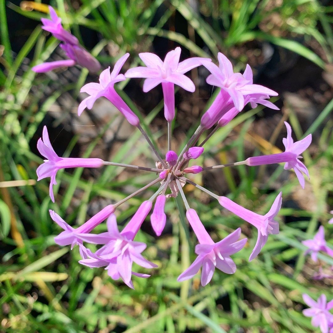 Tulbaghia Lila- Tulbaghia Violacea