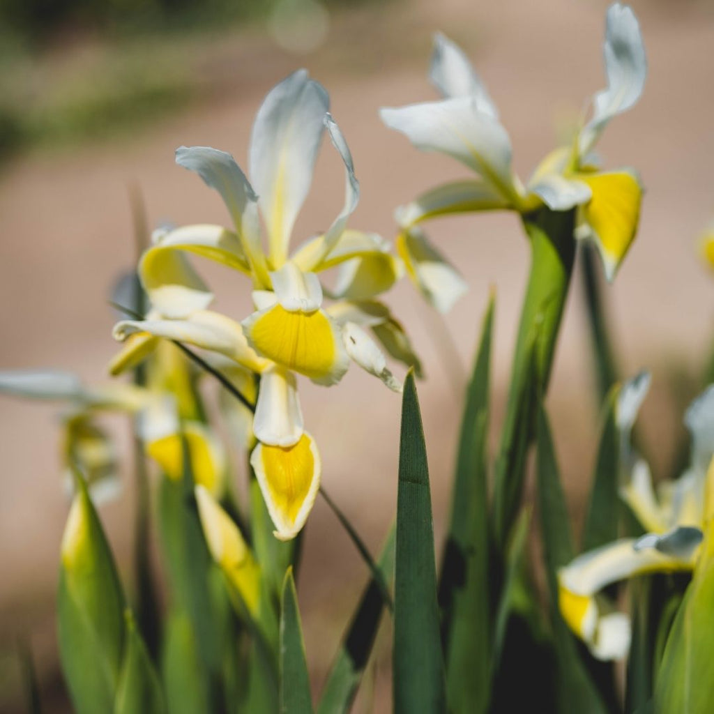 Lirio Futre - Iris Spuria