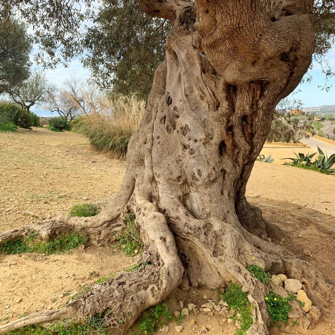 Algarrobo Europeo - Ceratonia Siliqua
