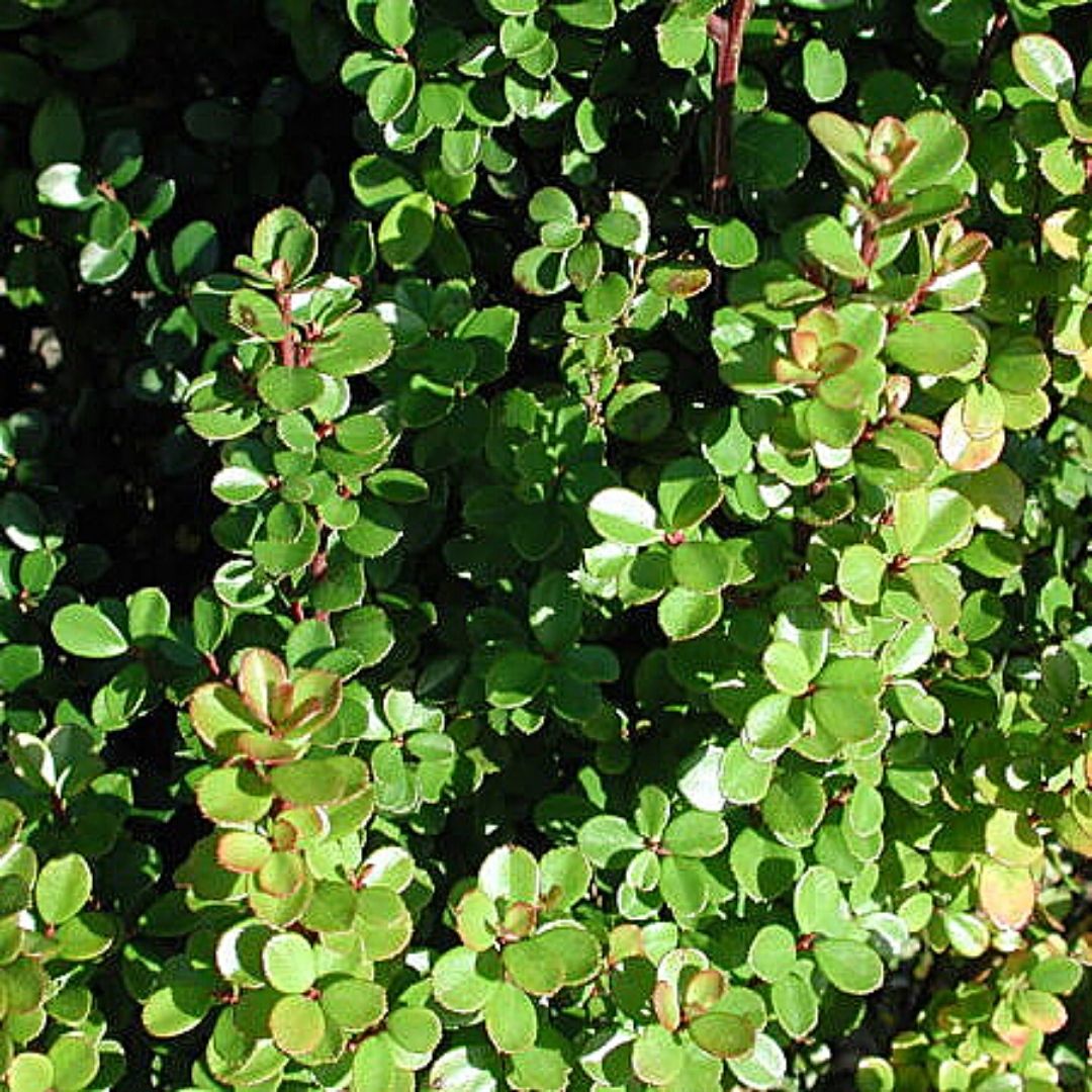 Myrsine Africana - Myrsine Africana