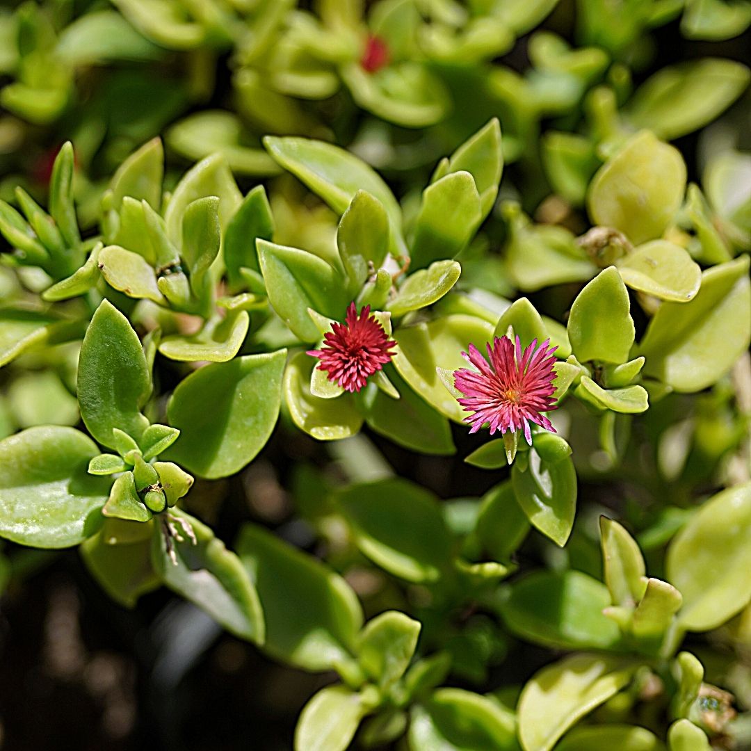 Cabellera De La Reina - Aptenia Cordifolia