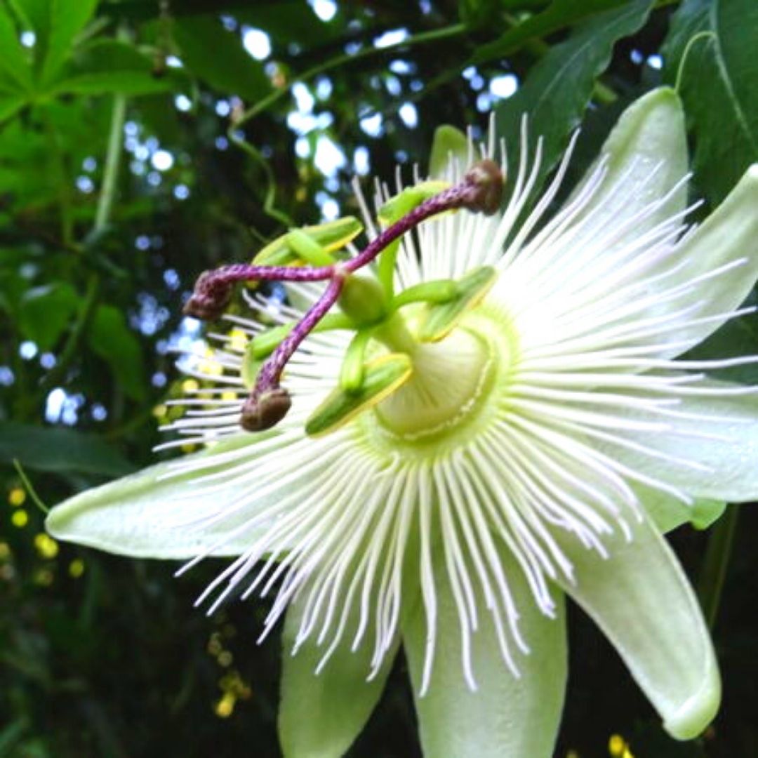 Pasionaria  - Passiflora Caerulea