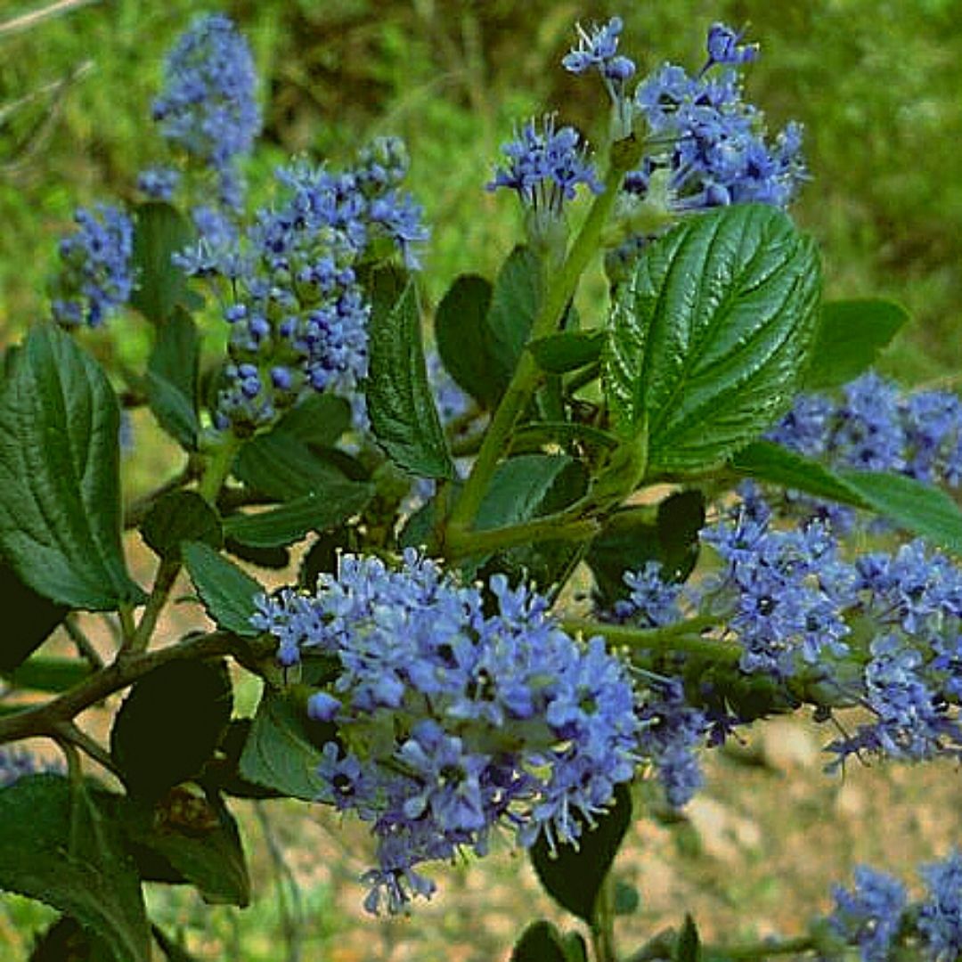 Ceanoto Arbustivo - Ceanothus Thyrsiflorus