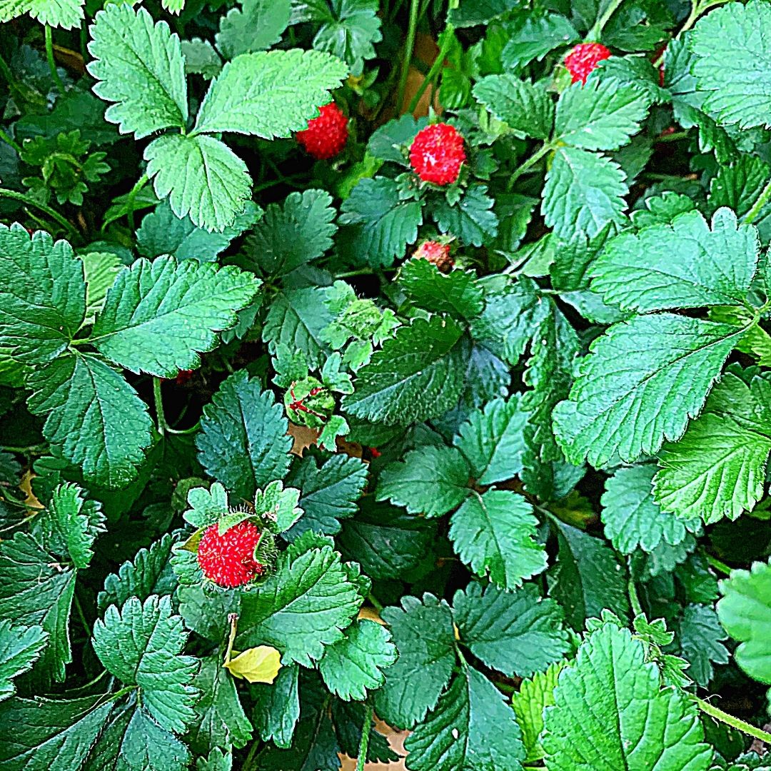 Frutilla Silvestre Flor Blanca - Fragaria Chiloensis