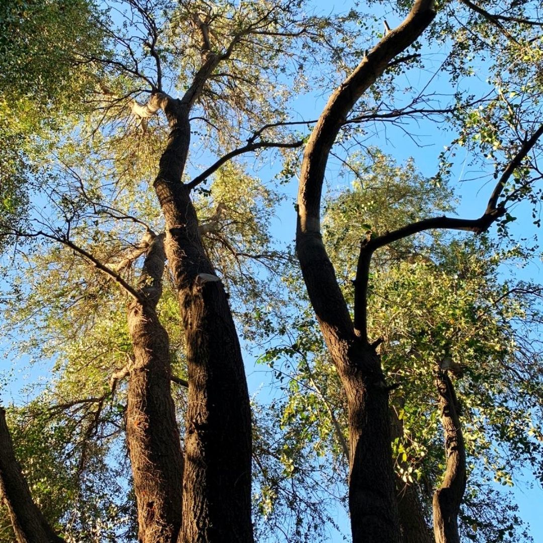 Quillay - Quillaja Saponaria