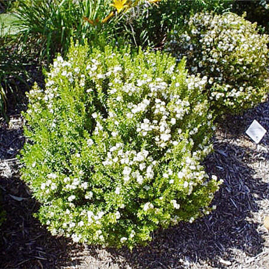 Mirto Hamburgues Myrtus Communis Microphylla Vivero Cinco Pinos mirto-hamburgues-myrtus-communis-microphylla-vivero-cinco-pinos