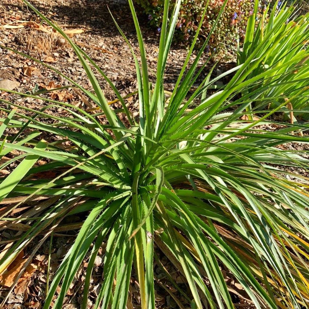 Achupalla - Eryngium Paniculatum