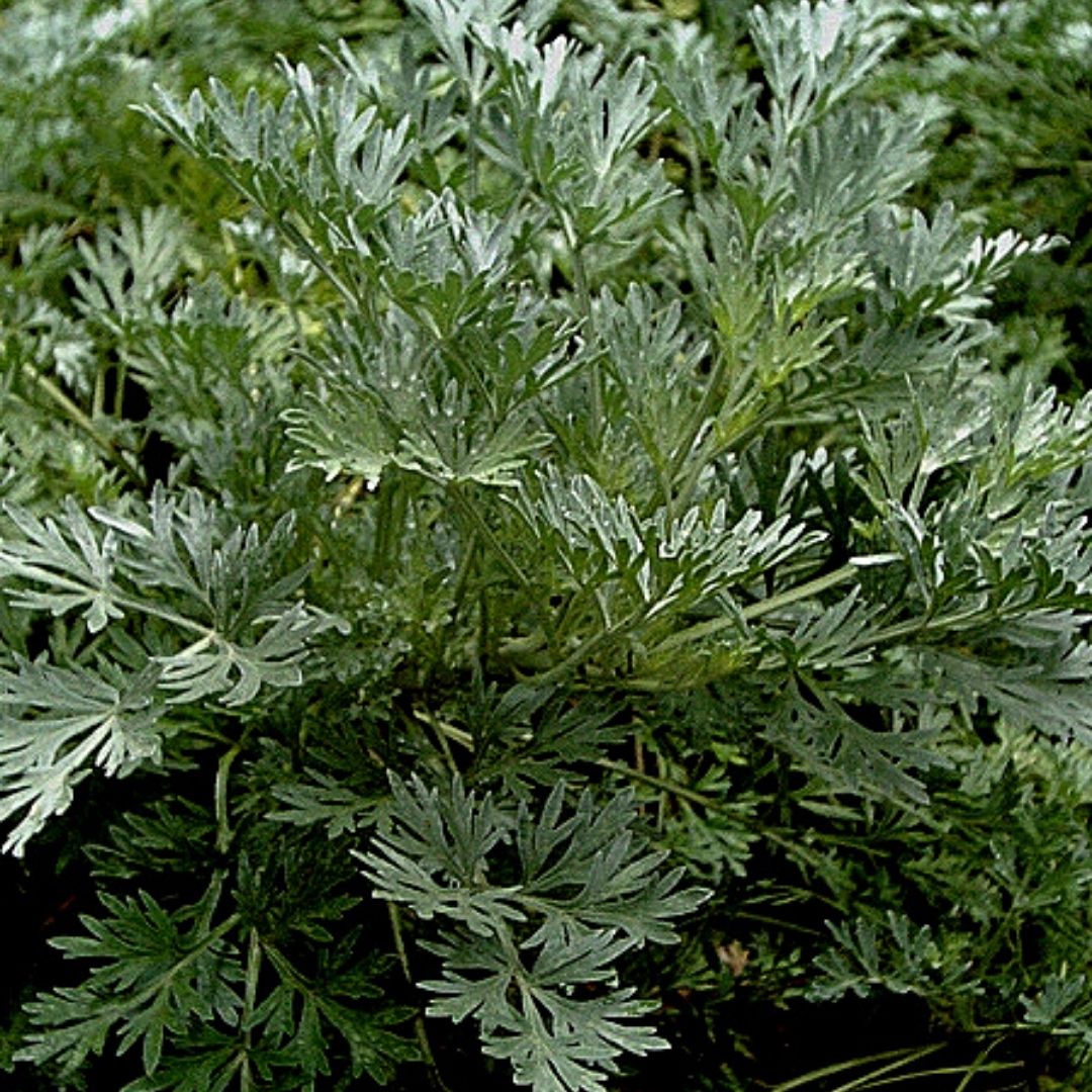Ajenjo - Artemisia Absinthium.