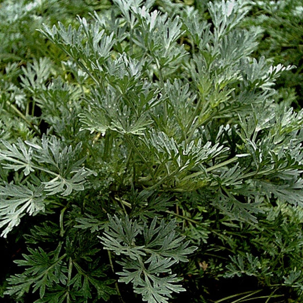 3000 Semillas De Ajenjo (Artemisia Absinthium) - Planta Perenne Para Jardín De Hierbas