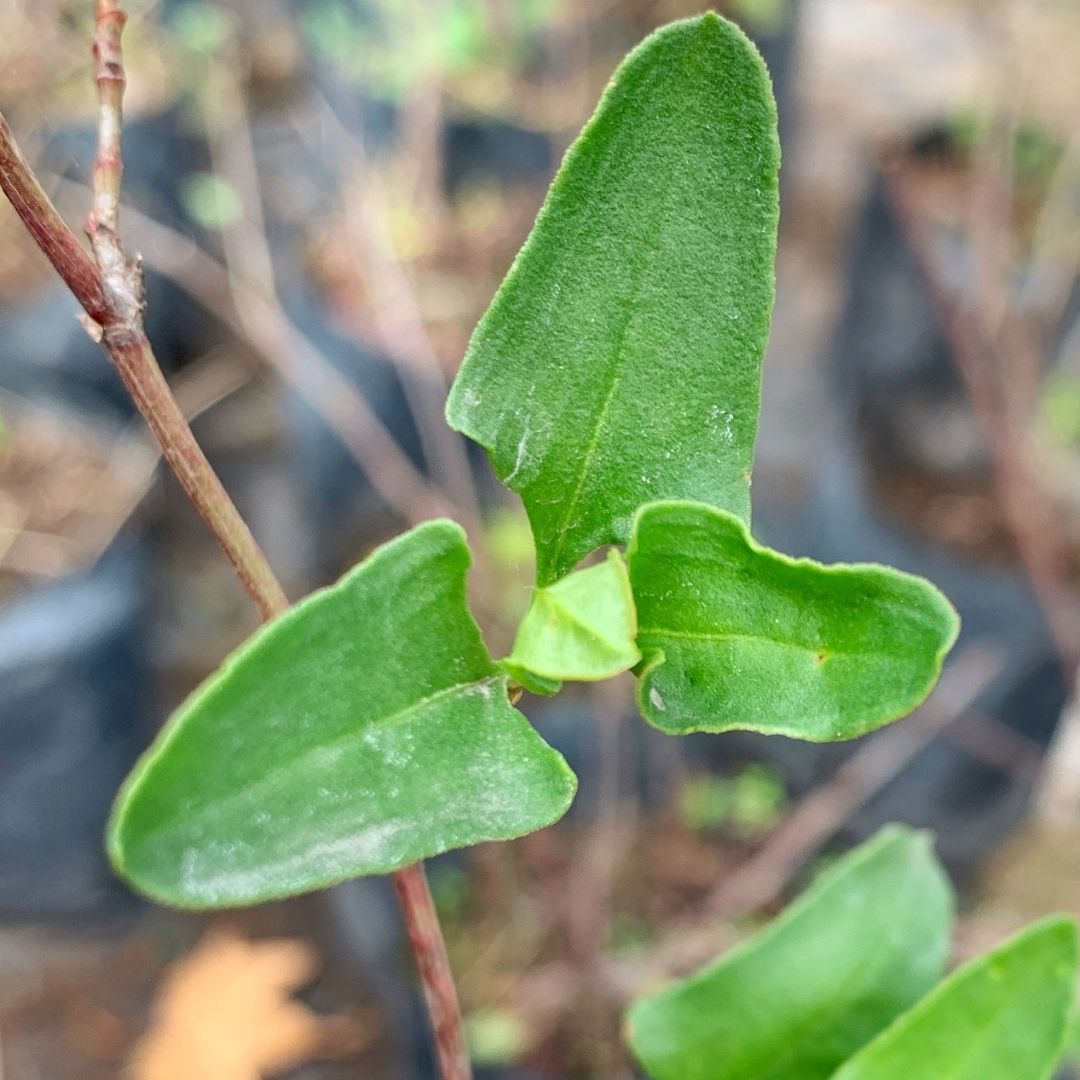 Quilo - Muehlenbeckia Hastulata