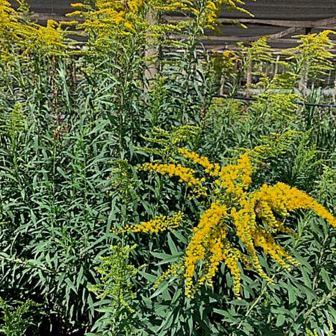 Solidago - Solidago Chilensis.