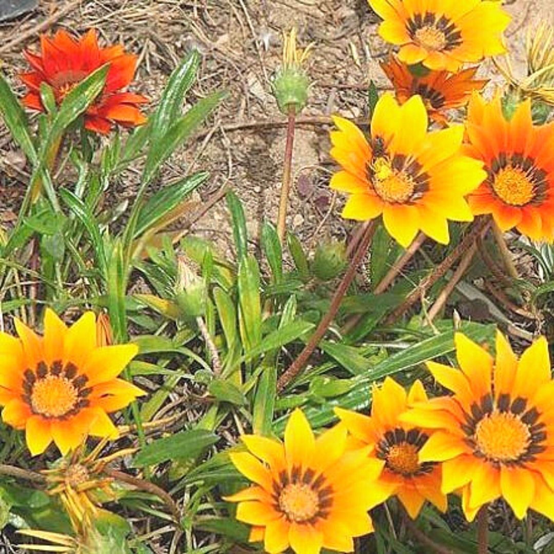 Gazania - Gazania Sp.