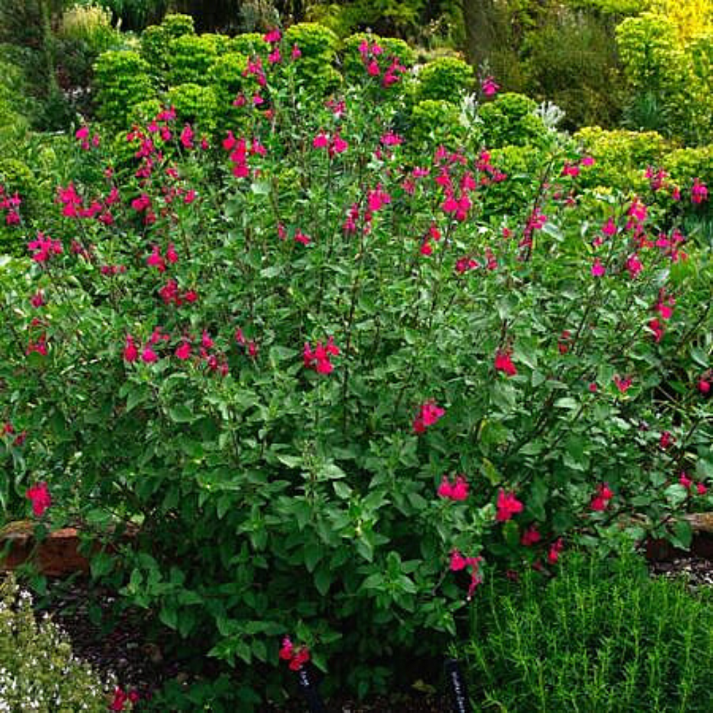 Salvia microphylla