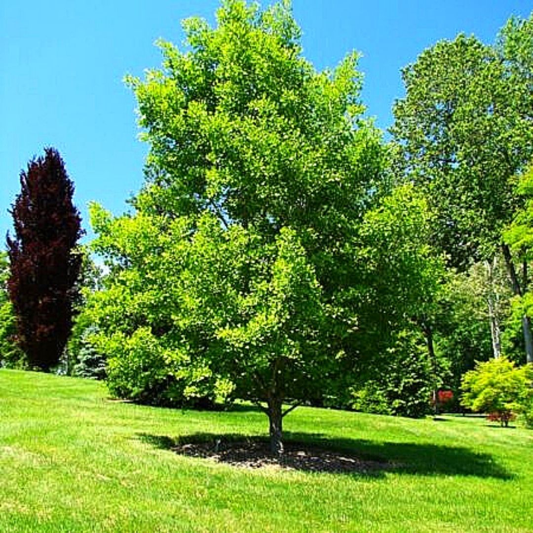 Ginkgo Biloba - Ginkgo Biloba.