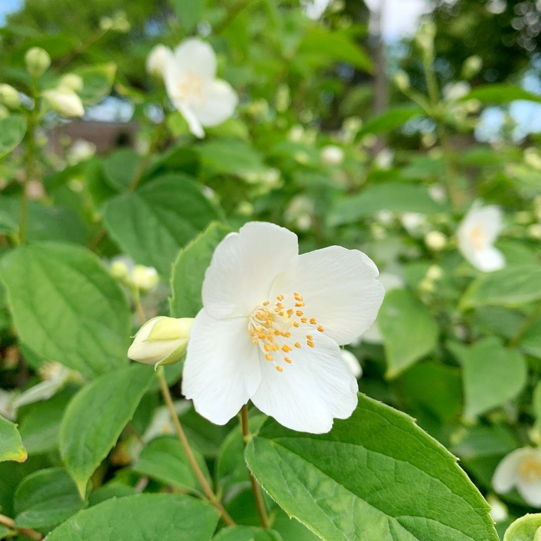 Jazmin de Siberia - Philadelphus Coronarius