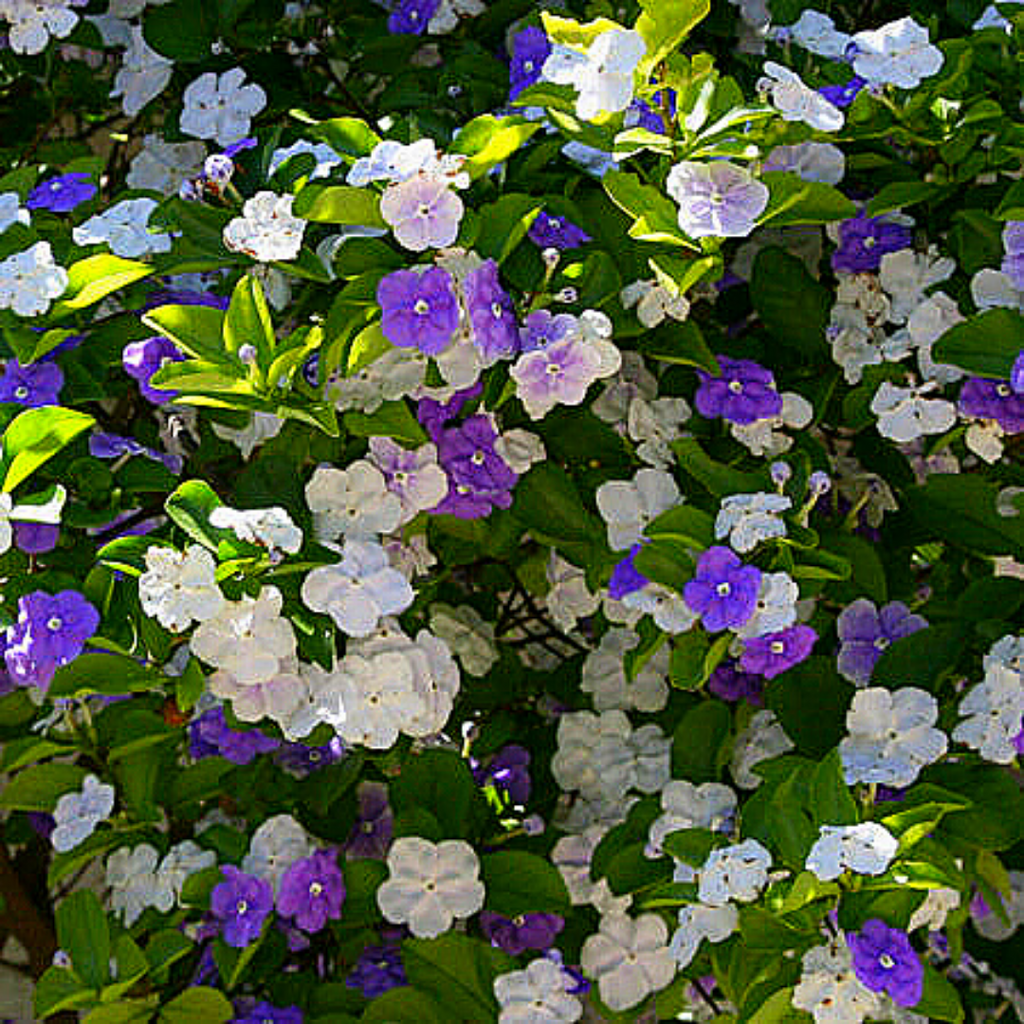 Diamelo - Brunfelsia Australis