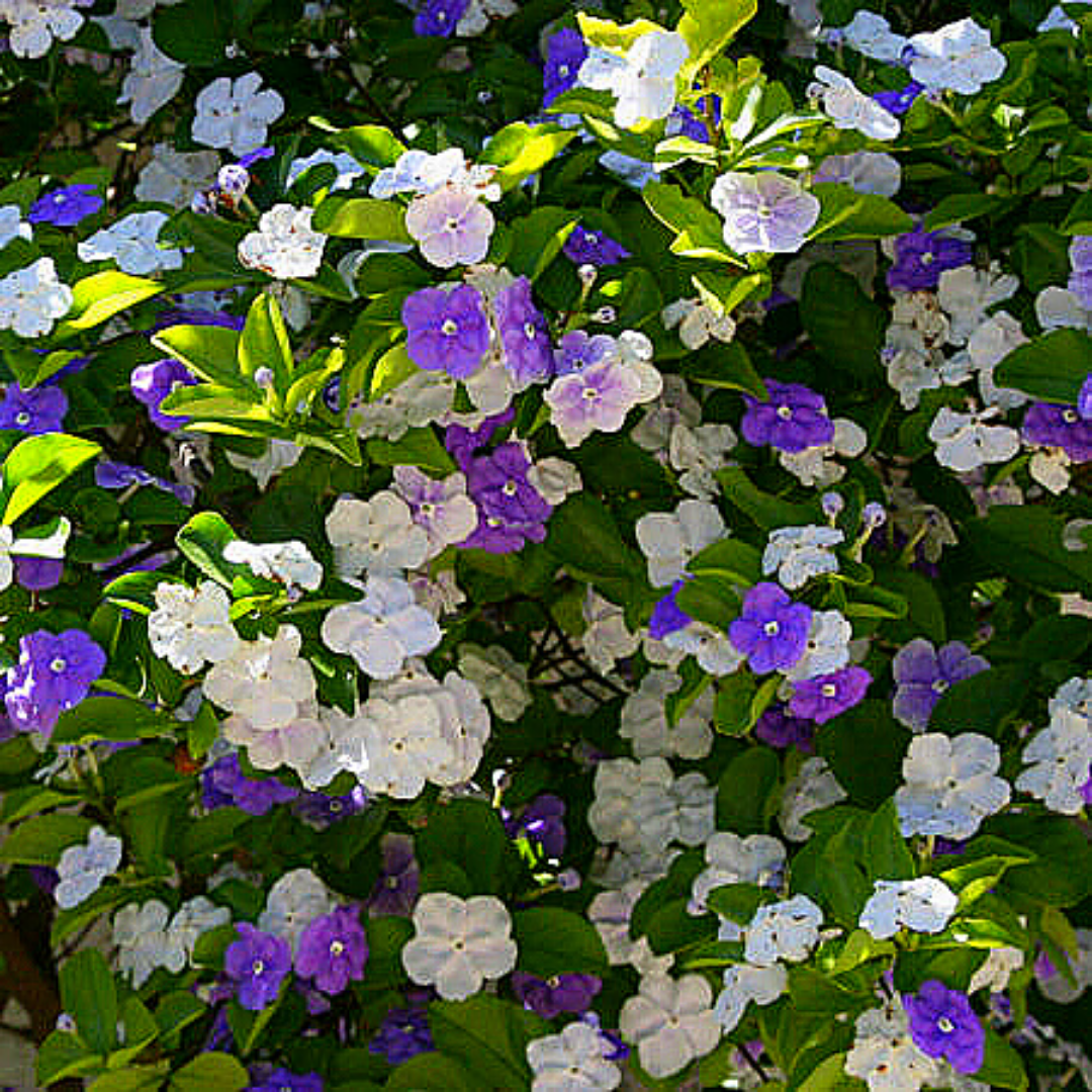 Diamelo - Brunfelsia Australis