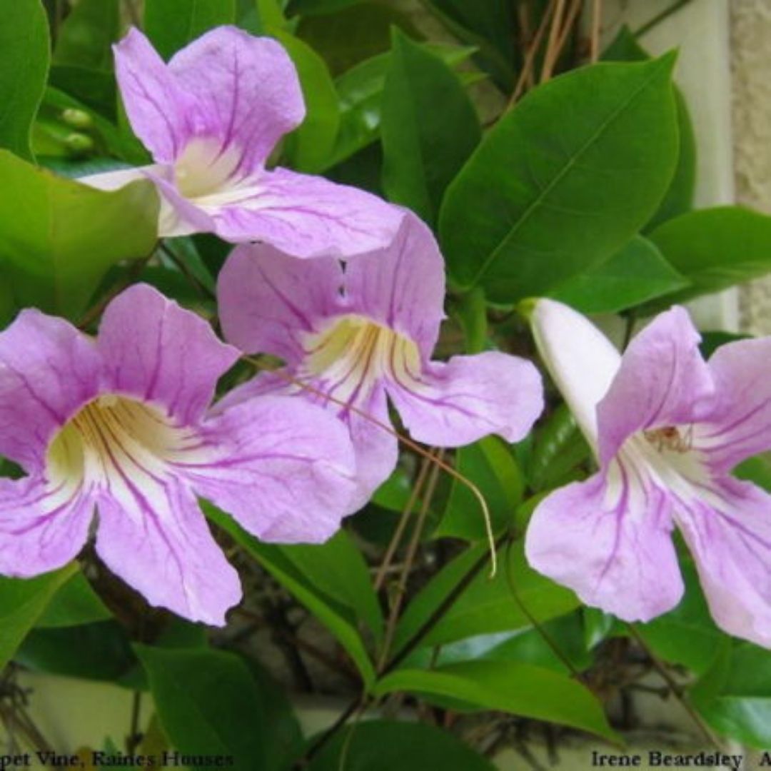 Bignonia Dos Hermanas - Clytostoma Callistegioides
