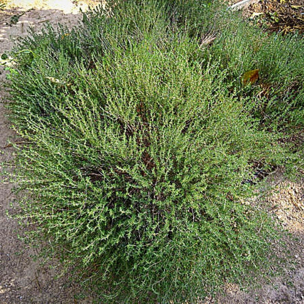 Tomillo - Thymus Vulgaris