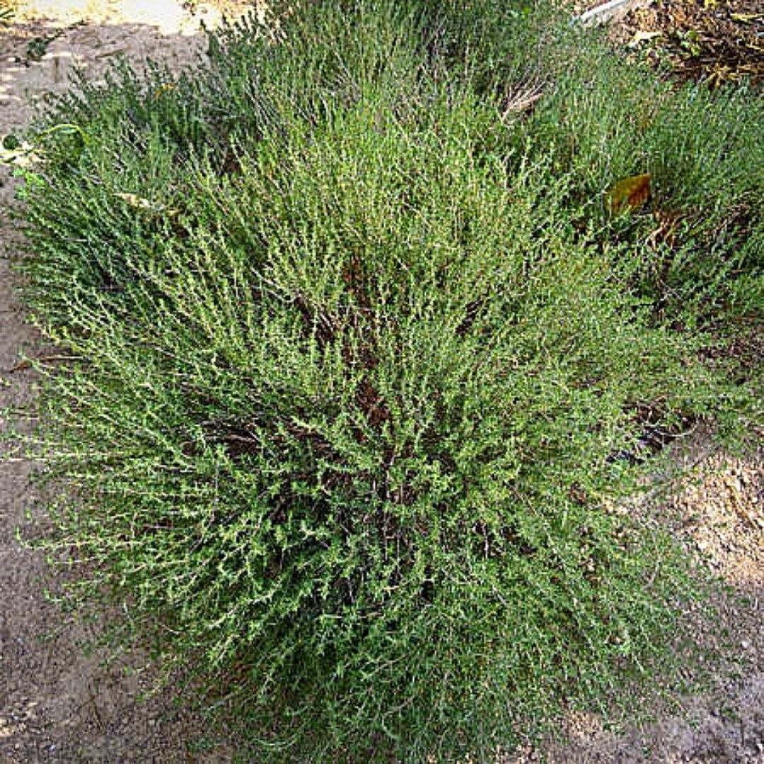 Tomillo - Thymus Vulgaris