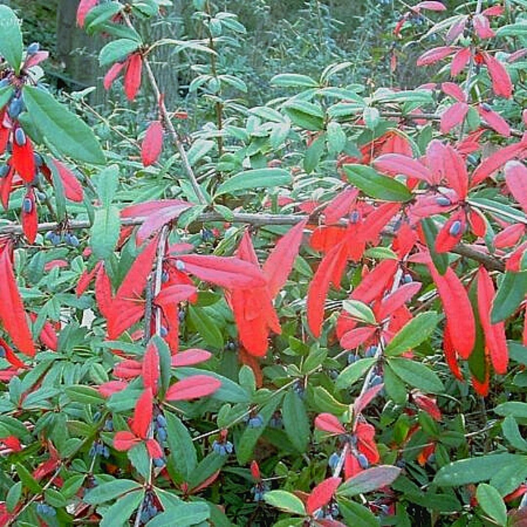 Berberis Julianae - Berberis Julianae