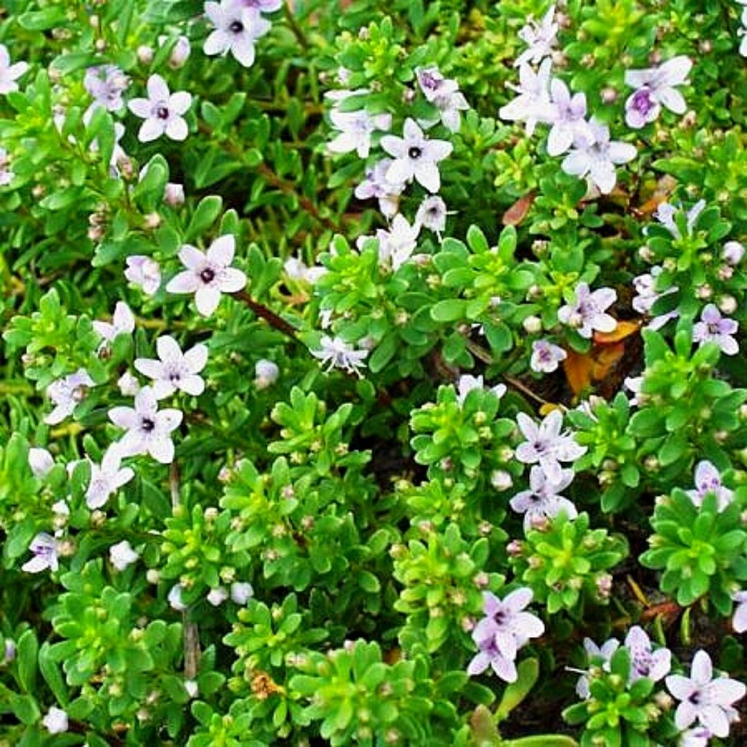 Myosporo Rastrero - Myoporium Parvifolium