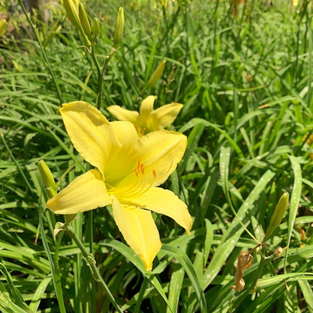 Hemerocallis Amarillo - Hemerocallis Perenne