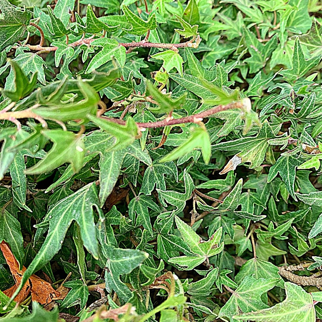 Hiedra Pata De Gallo Enana - Hedera Helix Var. Pedata Enana