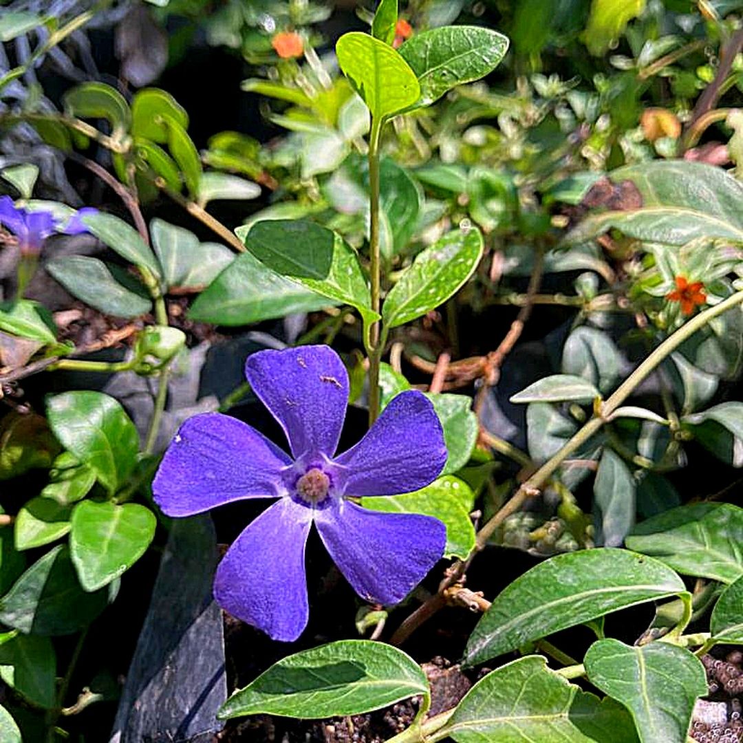 Vinca Minor - Vinca Minor