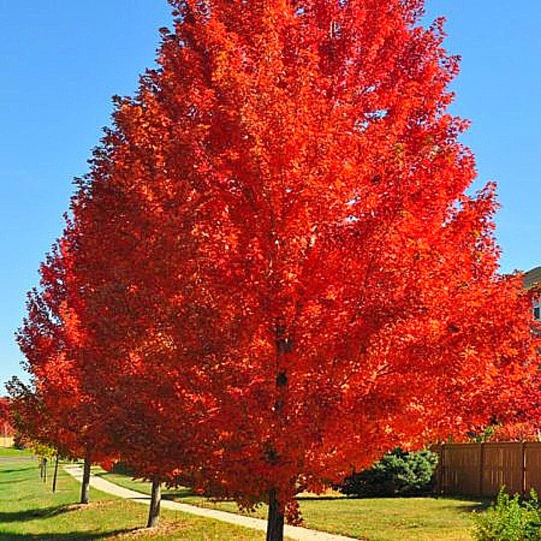 Peral De Flor - Pyrus Calleryana