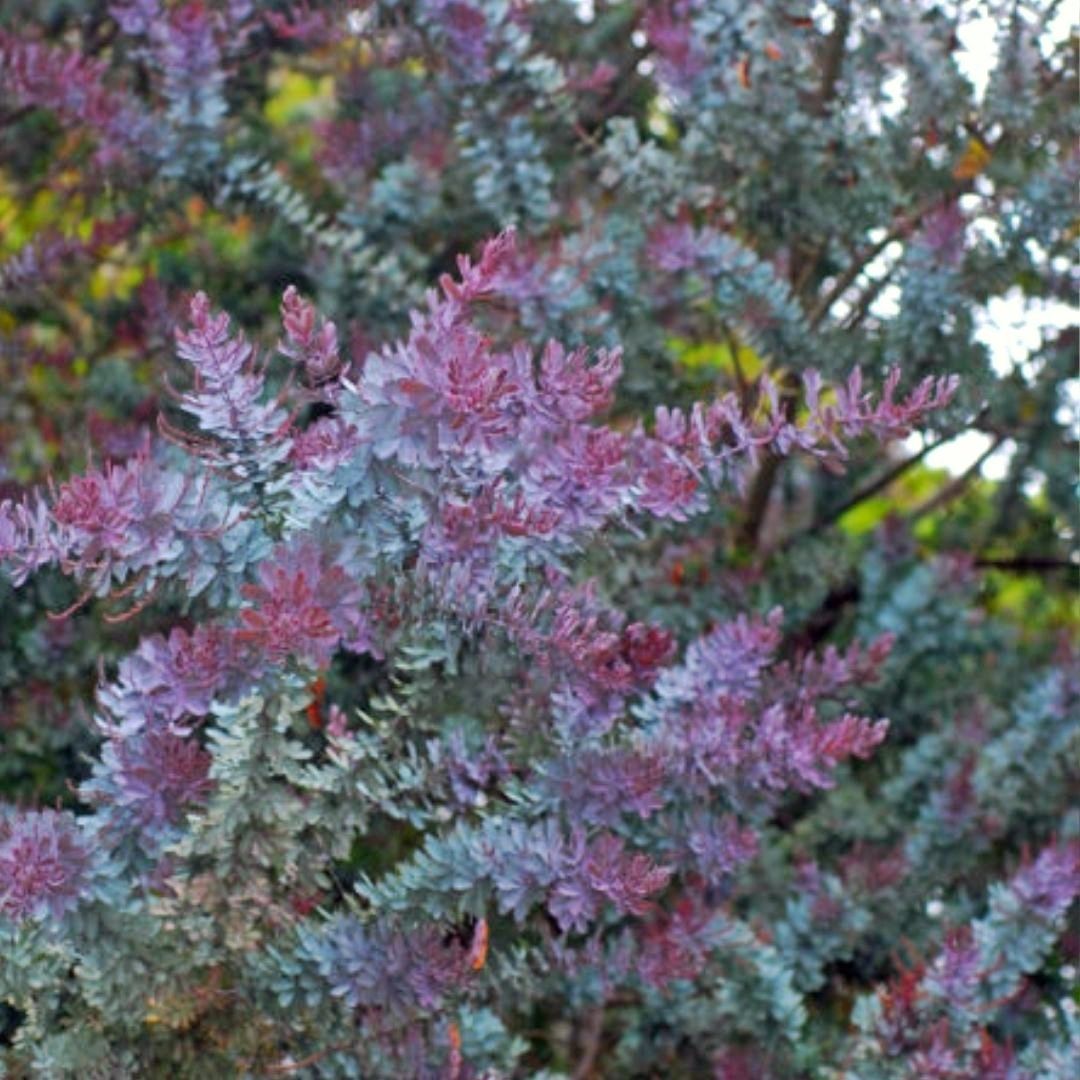 Acacia Mimosa - Acacia Baileyana Purpura