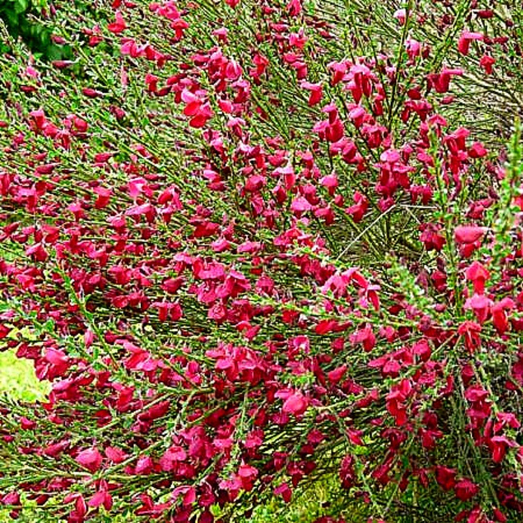 Retamo - Spartium Junceum Rojo