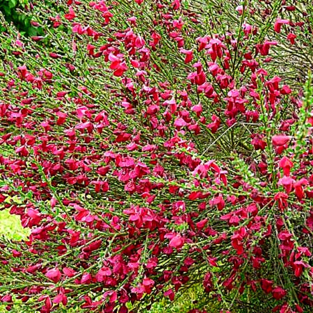 Retamo - Spartium Junceum Rojo