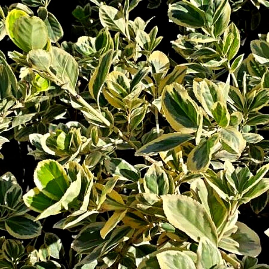 Evonimo Argentea - Evonymus Japonicus Var. Aureomarginata